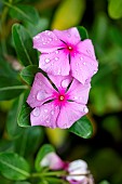 Madagascar periwinkle (Catharanthus roseus), Paraty, Rio de Janeiro State, Brazil