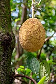 Jackfruit (Artocarpus heterophyllus) on tree, Ilhabela, Sao Paulo State, Brazil