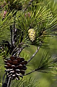 Aleppo pine (Pinus Halepensis), cones, Gaou Island, Le Brusc, Six-Fours-les-Plages, Var, France