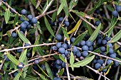 Narrow-leaved Phillyrea (Phillyrea angustifolia), fruits, Cap Negre, Six-Fours-les-Plages, Var, France