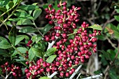 Mastic (Pistacia lentiscus), fruits, Cap Negre, Six-Fours-les-Plages, Var, France