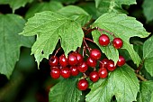 European cranberrybush (Viburnum opulus), fruits, garden, Plancher-Bas, Haute Saone, France