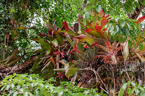 Bromeliad_Bromeliaceae_epiphytes_growing_on_rainforest_tree_Paraty_Rio_de_Janeiro_State_Brazil