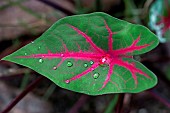 Heart of Jesus (Caladium bicolor) leaf, Paraty, Rio de Janeiro State, Brazil