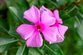 Madagascar periwinkle (Catharanthus roseus), Paraty, Rio de Janeiro State, Brazil