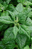 New Zealand spinach (Tetragonia tetragonioides)