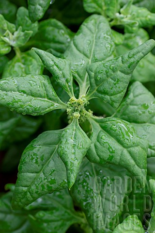 New_Zealand_spinach_Tetragonia_tetragonioides