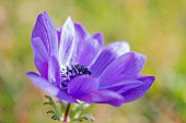 Poppy anemone (Anemone coronaria)