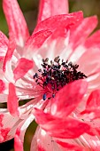 Poppy anemone (Anemone coronaria)