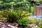 Ferns and Bromeliads growing on a roof, Ilhabela, Sao Paulo State, Brazil