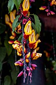 Mysore trumpetvine (Thunbergia mysorensis), Sao Sebastieo, Sao Paulo State, Brazil