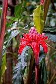 Ginger torch (Etlingera elatior), Sao Paulo State, Brazil