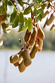 Courbaril (Hymenea courbaril) fruits, Maranhao, Brazil