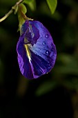 Butterfly pea (Clitoria ternatea) flower, Maranhao, Brazil