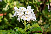 Bridal bouquet (Plumeria pudica), Maranhao, Brazil