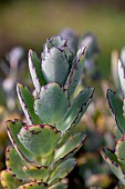 Kalanchoe (Kalanchoe laxiflora) leaves