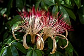 Malabar chesnut (Pachira aquatica) flowers, Maranhao, Brazil