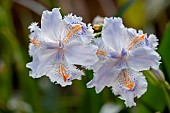 Fringed iris (Iris japonica)