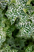 Ladys milk thistle (Silybum marianum), leaf, Gard, France