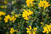 Glaucous scorpion-vetch (Coronilla glauca) blooming, Gard, France