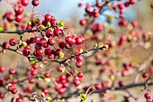 Common hawthorn (Crataegus monogyna) in early spring, Gard, France