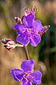 Bears ear (Tibouchina clavata), Ilhabela, Sao Paulo State, Brazil