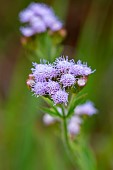 Billygoat-weed (Ageratum conyzoides), Ilhabela, Sao Paulo State, Brazil