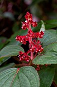 Leandra sp., Ilhabela, Sao Paulo state, Brazil