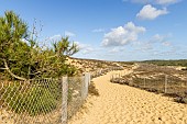 State forest of Longeville-sur-Mer, La Terrière, La Tranche-sur-Mer, Pays de Loire, Vendée, France