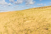 Dune protection, Plage de la Terrière, La Tranche-sur-Mer, Pays de Loire, Vendée, France