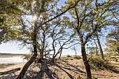 Holly oak (Quercus ilex), Estuary of Payré, Natura 2000 site, Dunes de la Plage du Veillon, Talmont St Hilaire, Pays de Loire, Vendée, France