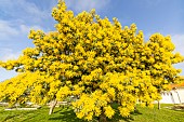 Silver wattle (Acacia dealbata) in bloom