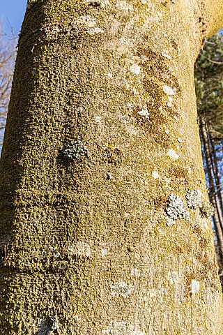 Common_hackberry_Celtis_occidentalis_bark