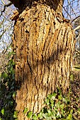 Mulberry tree (Morus alba), trunk