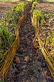 Use of golden willow (Salix alba var.vitellina) to border a stream