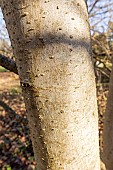 Jacquemonts Parrotia (Parrotiopsis jacquemontiana), trunk