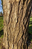 False acacia (Robinia pseudoacacia) trunk