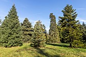 Parde fir (Abies numidica var. pardei), Cilician fir (Abies cilicica), Greek Fir (Abies cephalonica)