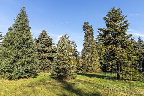 Parde_fir_Abies_numidica_var_pardei_Cilician_fir_Abies_cilicica_Greek_Fir_Abies_cephalonica