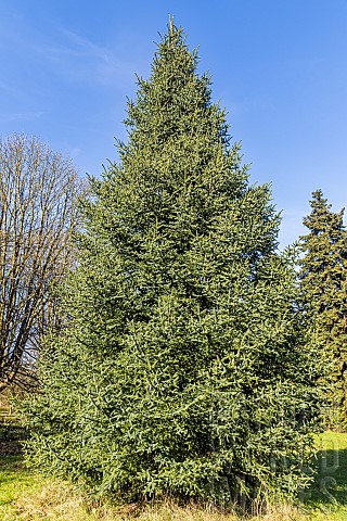 Parde_fir_Abies_numidica_var_pardei