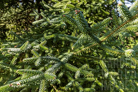 Parde_fir_Abies_numidica_var_pardei_foliage