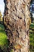 Lijiang spruce (Picea likiangensis var. montigena), bark