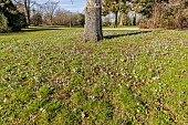 Woodland crocus (Crocus tommasinianus) Whitewell Purple in bloom at the base of a tree