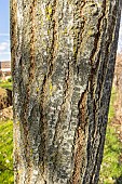 Mongolian Lime (Tilia mongolica), bark