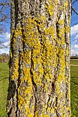 False acacia (Robinia pseudoacacia) Bessoniana, bark