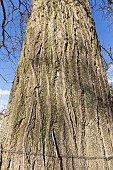 Japanese pagoda tree (Styphnolobium japonicum), trunk