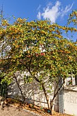 Cotoneaster (Cotoneaster x) Rotschildianus, fruits
