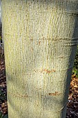 Chinese parasoltree (Firmiana simplex), bark