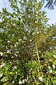 Sasanqua camellia (Camellia sasanqua) Star Above Star USA 1964, in bloom