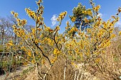 Hamamelis (Hamamelis mollis) Goldcrest, in bloom
